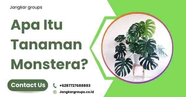 Impor Monstera, Apa Itu Tanaman Monstera